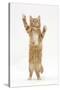 Ginger Kitten Standing and Reaching Up-Mark Taylor-Stretched Canvas