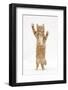 Ginger Kitten Standing and Reaching Up-Mark Taylor-Framed Photographic Print