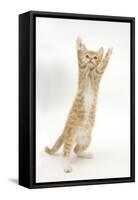 Ginger Kitten Standing Up on Hind Legs-Mark Taylor-Framed Stretched Canvas