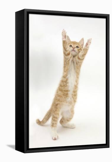 Ginger Kitten Standing Up on Hind Legs-Mark Taylor-Framed Stretched Canvas