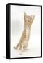 Ginger Kitten Standing Up on Hind Legs-Mark Taylor-Framed Stretched Canvas