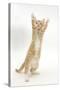 Ginger Kitten Standing Up on Hind Legs-Mark Taylor-Stretched Canvas