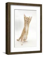 Ginger Kitten Standing Up on Hind Legs-Mark Taylor-Framed Photographic Print