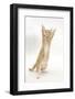 Ginger Kitten Standing Up on Hind Legs-Mark Taylor-Framed Photographic Print