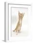 Ginger Kitten Standing Up on Hind Legs-Mark Taylor-Framed Photographic Print