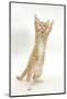 Ginger Kitten Standing Up on Hind Legs-Mark Taylor-Mounted Photographic Print