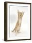 Ginger Kitten Standing Up on Hind Legs-Mark Taylor-Framed Photographic Print