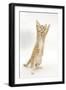 Ginger Kitten Standing Up on Hind Legs-Mark Taylor-Framed Photographic Print