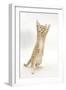 Ginger Kitten Standing Up on Hind Legs-Mark Taylor-Framed Photographic Print