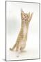 Ginger Kitten Standing Up on Hind Legs-Mark Taylor-Mounted Photographic Print