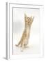 Ginger Kitten Standing Up on Hind Legs-Mark Taylor-Framed Photographic Print