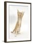 Ginger Kitten Standing Up on Hind Legs-Mark Taylor-Framed Photographic Print