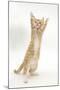 Ginger Kitten Standing Up on Hind Legs-Mark Taylor-Mounted Photographic Print