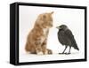 Ginger Kitten Staring at a Baby Jackdaw (Corvus Monedula)-Mark Taylor-Framed Stretched Canvas