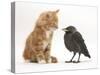 Ginger Kitten Staring at a Baby Jackdaw (Corvus Monedula)-Mark Taylor-Stretched Canvas