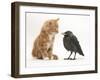Ginger Kitten Staring at a Baby Jackdaw (Corvus Monedula)-Mark Taylor-Framed Photographic Print
