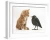 Ginger Kitten Staring at a Baby Jackdaw (Corvus Monedula)-Mark Taylor-Framed Photographic Print