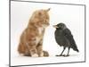 Ginger Kitten Staring at a Baby Jackdaw (Corvus Monedula)-Mark Taylor-Mounted Photographic Print