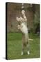 Ginger Kitten Swiping at a Soap Bubble-Mark Taylor-Stretched Canvas