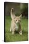Ginger Kitten Walking on Lawn-Mark Taylor-Stretched Canvas