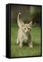 Ginger Kitten Walking on Lawn-Mark Taylor-Framed Stretched Canvas