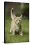 Ginger Kitten Walking on Lawn-Mark Taylor-Stretched Canvas