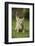 Ginger Kitten Walking on Lawn-Mark Taylor-Framed Photographic Print