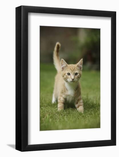 Ginger Kitten Walking on Lawn-Mark Taylor-Framed Photographic Print