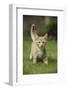 Ginger Kitten Walking on Lawn-Mark Taylor-Framed Photographic Print