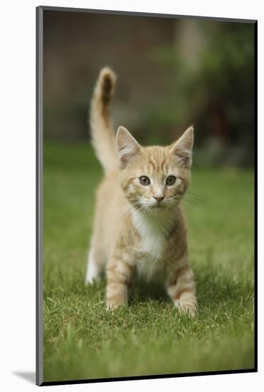 Ginger Kitten Walking on Lawn-Mark Taylor-Mounted Photographic Print