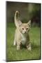 Ginger Kitten Walking on Lawn-Mark Taylor-Mounted Photographic Print