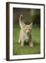 Ginger Kitten Walking on Lawn-Mark Taylor-Framed Photographic Print