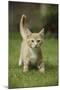 Ginger Kitten Walking on Lawn-Mark Taylor-Mounted Photographic Print