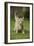 Ginger Kitten Walking on Lawn-Mark Taylor-Framed Photographic Print