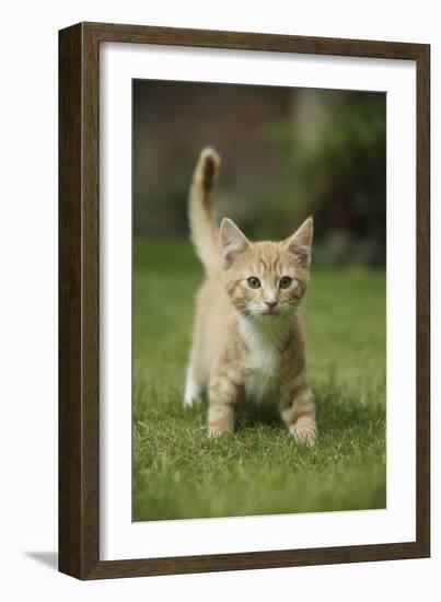 Ginger Kitten Walking on Lawn-Mark Taylor-Framed Photographic Print