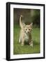 Ginger Kitten Walking on Lawn-Mark Taylor-Framed Photographic Print