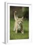 Ginger Kitten Walking on Lawn-Mark Taylor-Framed Photographic Print