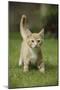 Ginger Kitten Walking on Lawn-Mark Taylor-Mounted Photographic Print