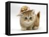 Ginger Kitten Wearing a Straw Hat-Mark Taylor-Framed Stretched Canvas