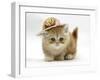 Ginger Kitten Wearing a Straw Hat-Mark Taylor-Framed Photographic Print