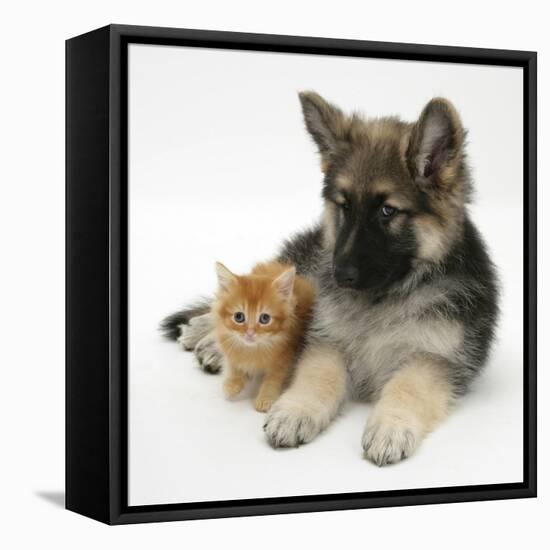 Ginger Kitten with German Shepherd Dog (Alsatian) Bitch Puppy, Echo-Mark Taylor-Framed Stretched Canvas