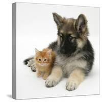 Ginger Kitten with German Shepherd Dog (Alsatian) Bitch Puppy, Echo-Mark Taylor-Stretched Canvas