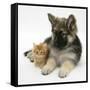 Ginger Kitten with German Shepherd Dog (Alsatian) Bitch Puppy, Echo-Mark Taylor-Framed Stretched Canvas