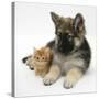 Ginger Kitten with German Shepherd Dog (Alsatian) Bitch Puppy, Echo-Mark Taylor-Stretched Canvas