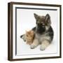 Ginger Kitten with German Shepherd Dog (Alsatian) Bitch Puppy, Echo-Mark Taylor-Framed Premium Photographic Print