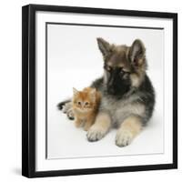 Ginger Kitten with German Shepherd Dog (Alsatian) Bitch Puppy, Echo-Mark Taylor-Framed Premium Photographic Print