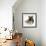 Ginger Kitten with German Shepherd Dog (Alsatian) Bitch Puppy, Echo-Mark Taylor-Framed Premium Photographic Print displayed on a wall