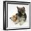 Ginger Kitten with German Shepherd Dog (Alsatian) Bitch Puppy, Echo-Mark Taylor-Framed Premium Photographic Print