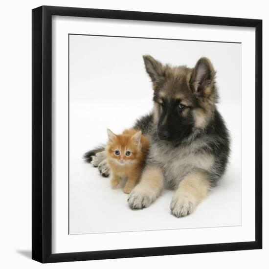 Ginger Kitten with German Shepherd Dog (Alsatian) Bitch Puppy, Echo-Mark Taylor-Framed Premium Photographic Print