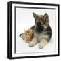 Ginger Kitten with German Shepherd Dog (Alsatian) Bitch Puppy, Echo-Mark Taylor-Framed Premium Photographic Print